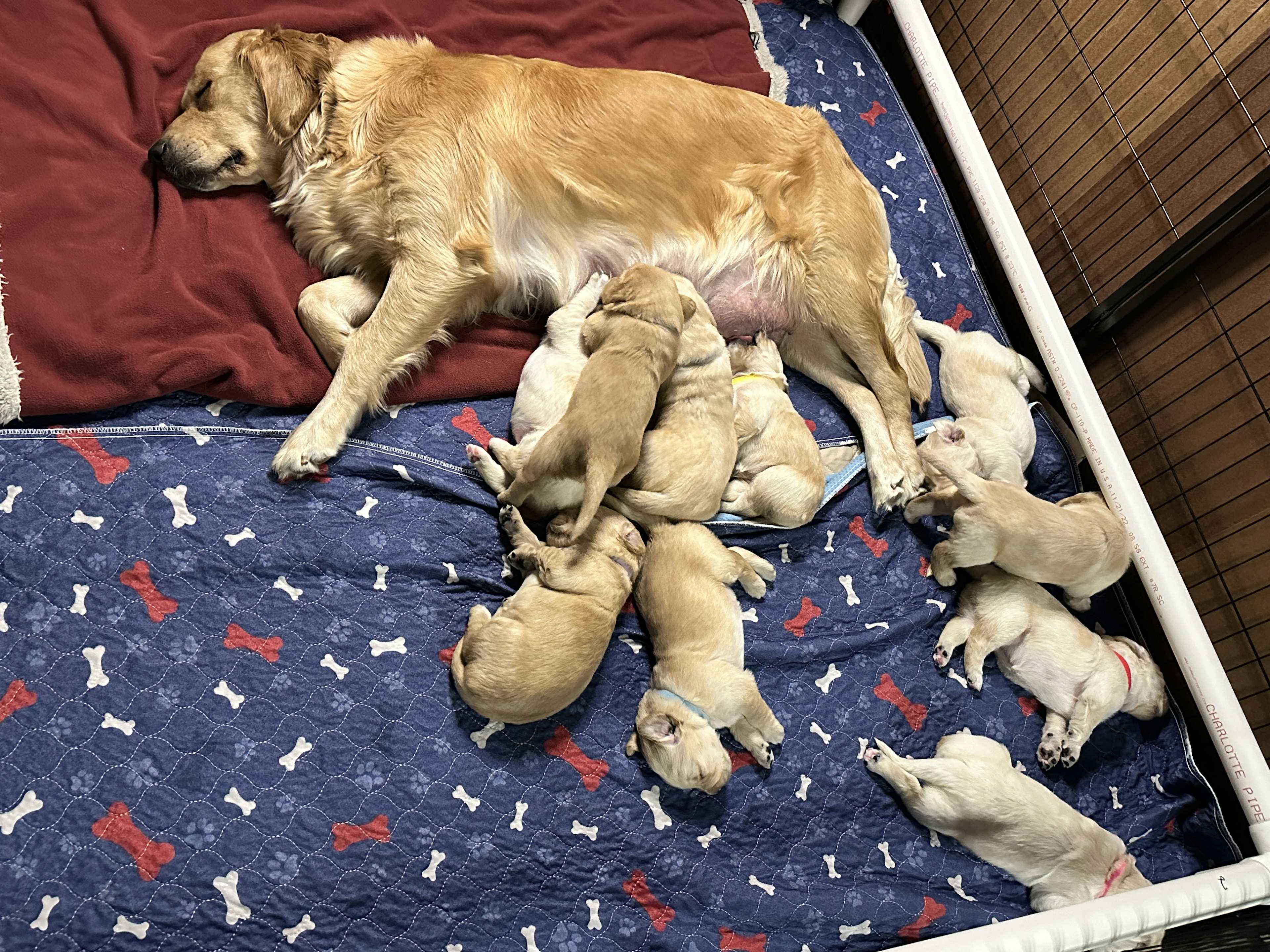 Sophie and Pups at 3 weeks