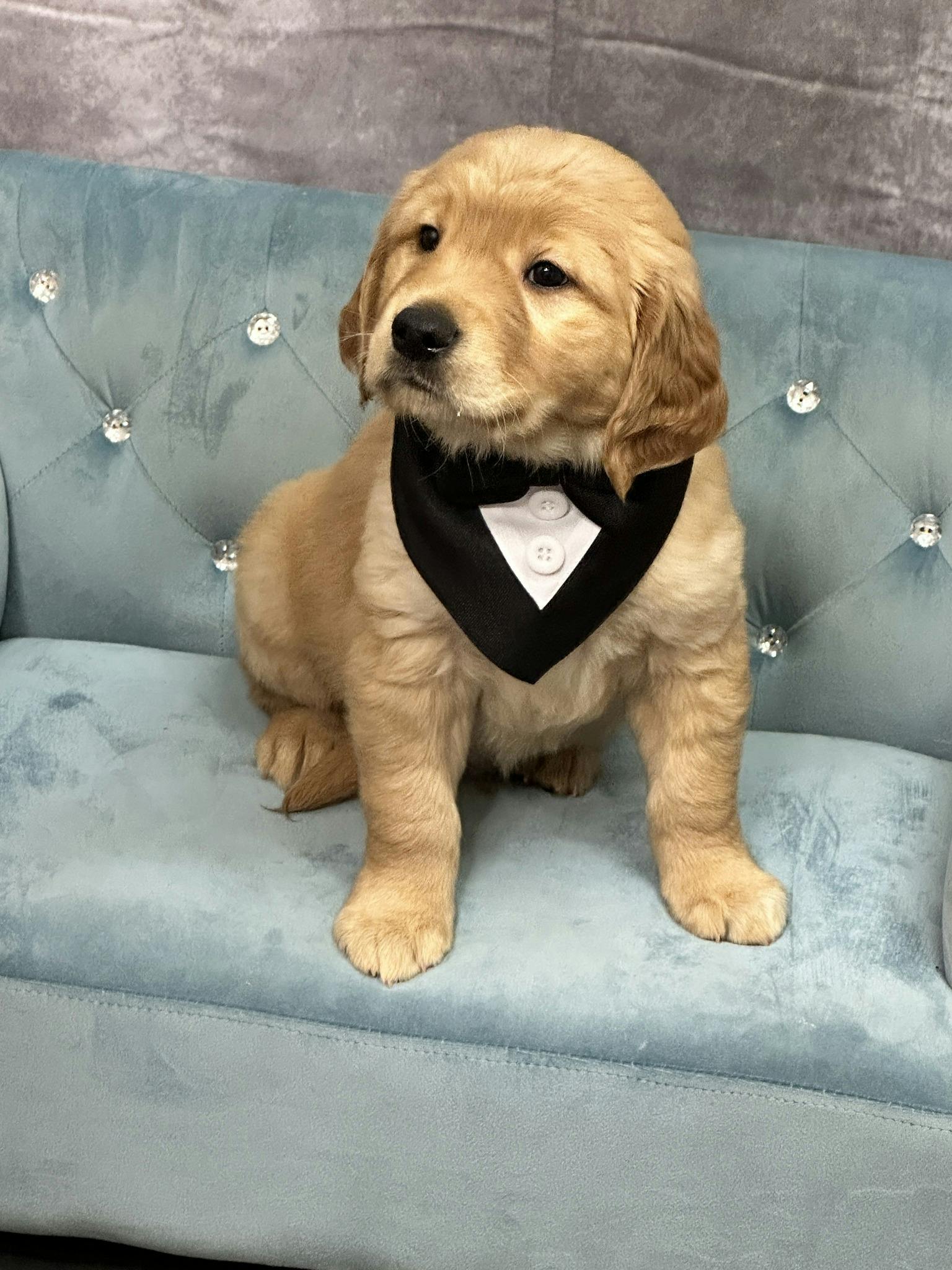 Baby Puppy Golden Retriever sitting on a couch
