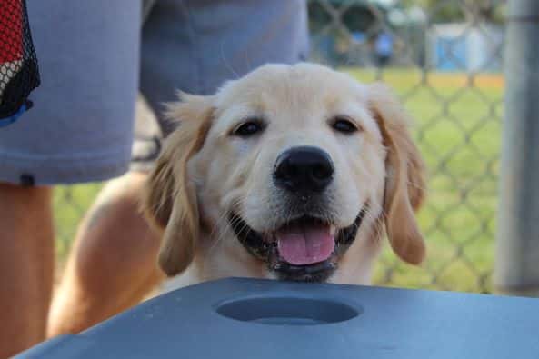 Review - Ashley Willard - Golden Retriever Headshot