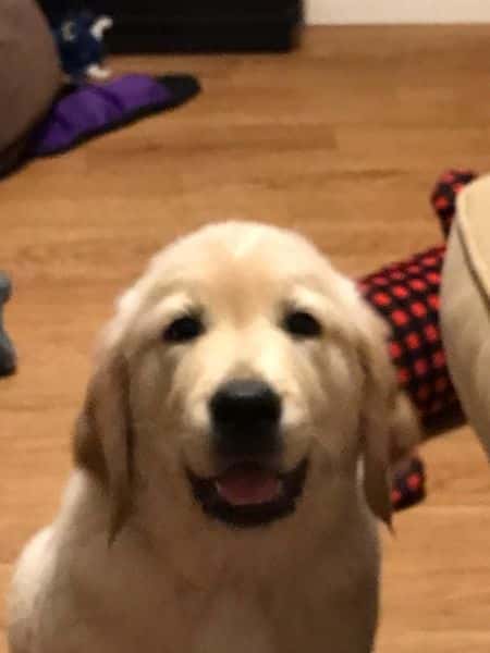 Review - Patricia Pagano - Golden Retriever puppy headshot