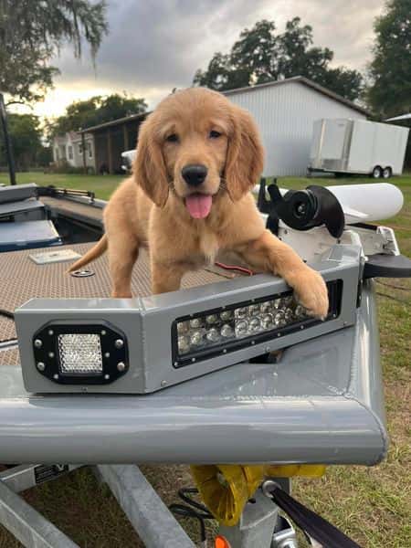 Review - Kara Anne - Golden Retriever puppy on a boat